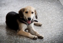 7 Weight Loss Secrets of Celebrity Dogs