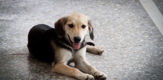 7 Weight Loss Secrets of Celebrity Dogs