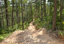 Man on Trip Home Trying to Find Someone Willing to Have Conversation About How Great Trees Are Photo courtesy of robert thigpen via Flickr