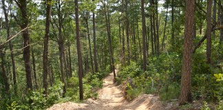 Man on Trip Home Trying to Find Someone Willing to Have Conversation About How Great Trees Are Photo courtesy of robert thigpen via Flickr