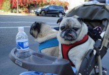 West Hollywood Businesses Required To Have Parking for Dogs in Strollers