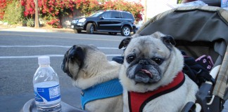 West Hollywood Businesses Required To Have Parking for Dogs in Strollers