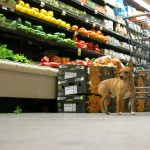 Dog Shopping