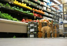 3 Places to Illegally Shop With Your Dog Where No One Cares