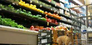 3 Places to Illegally Shop With Your Dog Where No One Cares