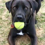Fetch