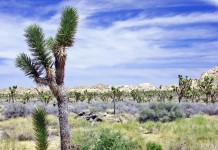 Group Goes to Joshua Tree Without Drugs, Discover Desert Fucking Sucks