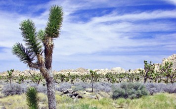 Group Goes to Joshua Tree Without Drugs, Discover Desert Fucking Sucks